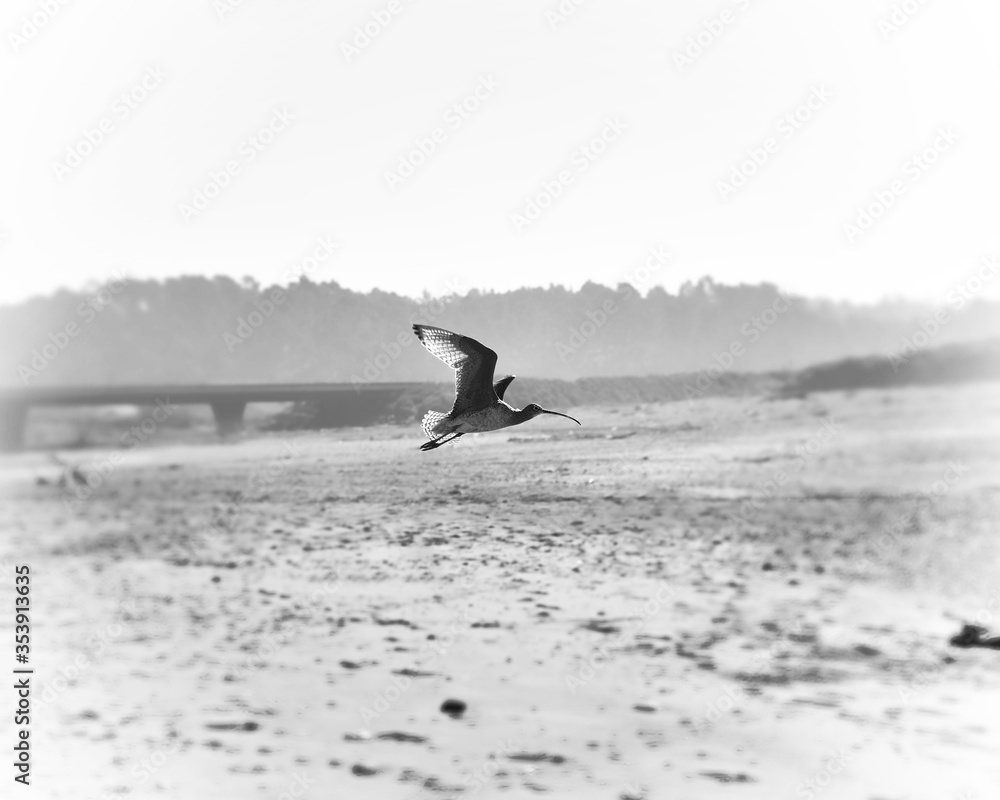 bird in flight at a beach