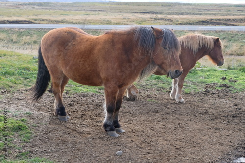 Two Icelandic Horses in open space