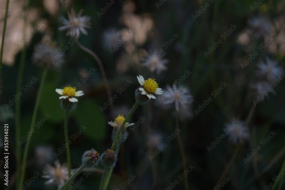Tridax procumbens, commonly known as coatbuttons or tridax daisy, is a species of flowering plant in the daisy family. It is best known as a widespread weed and pest plant. Tridax procumbens, commonly known as coatbuttons or tridax daisy, is a species of flowering plant in the daisy family. It is best known as a widespread weed and pest plant.
