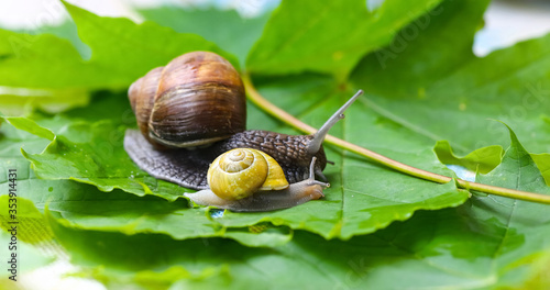 Garden snails. Large, medium and small. Close up on green leaves. Macro, concept, clean ecology.