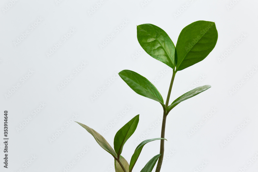 Green plant isolated over white. Seedling green plant isolated on white background Green plant isolated over white. Seedling green plant isolated on white background
