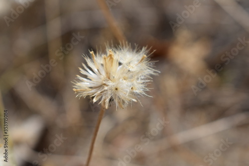 Achenes of tridax daisy OR coatbuttons flower OR Tridax procumbens containing dried seeds.Gujarat India