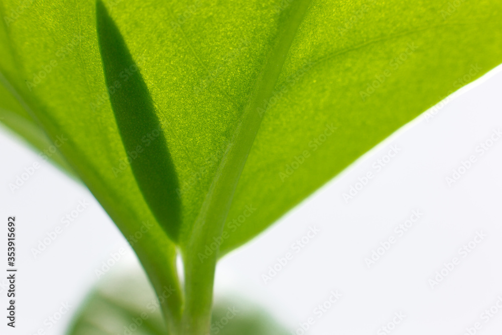 green growth on a white background Space for text. green growth on a white background Space for text.