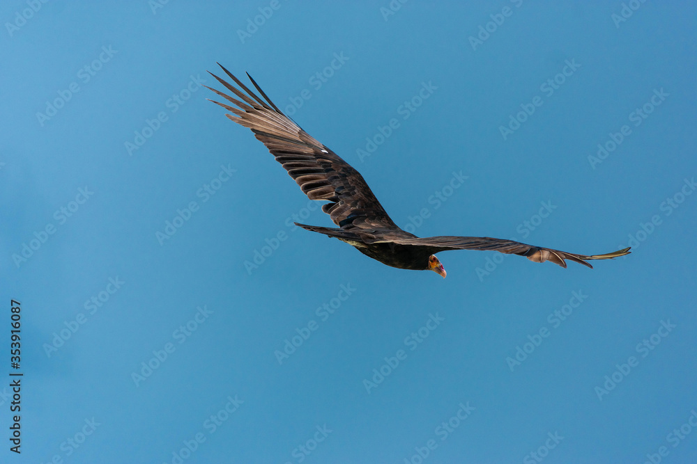 Obraz premium Ave planeando sobre las costas