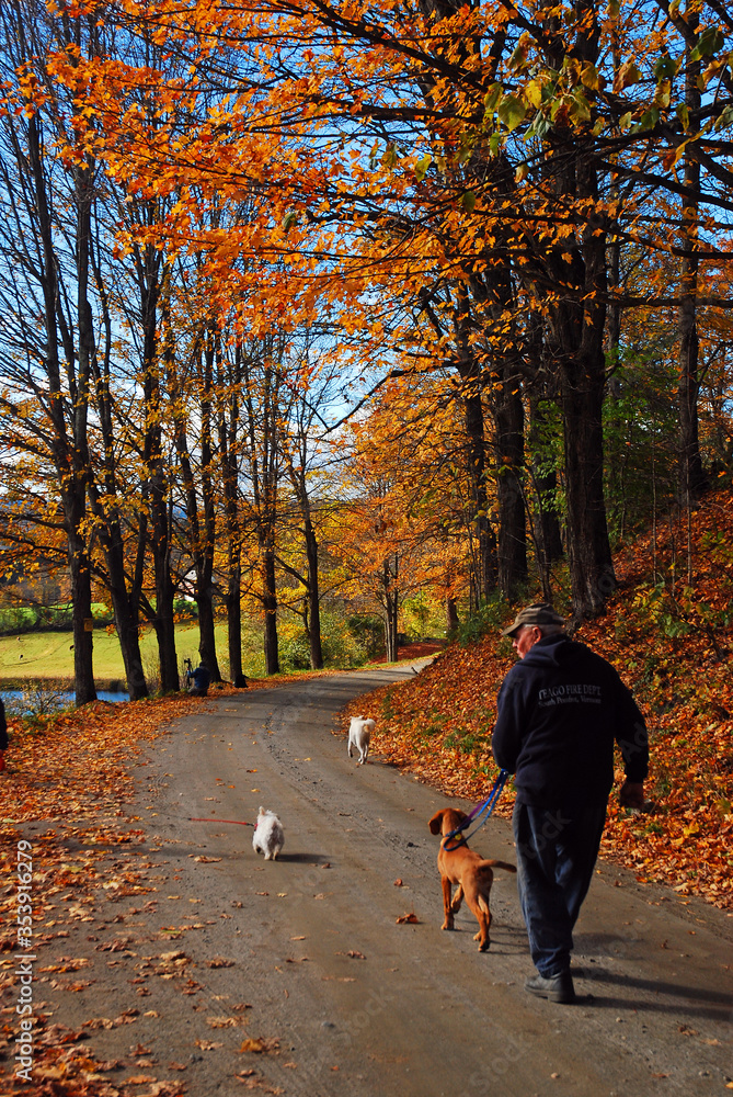 An adult man takes his dogs on a walk on an autumn country lane