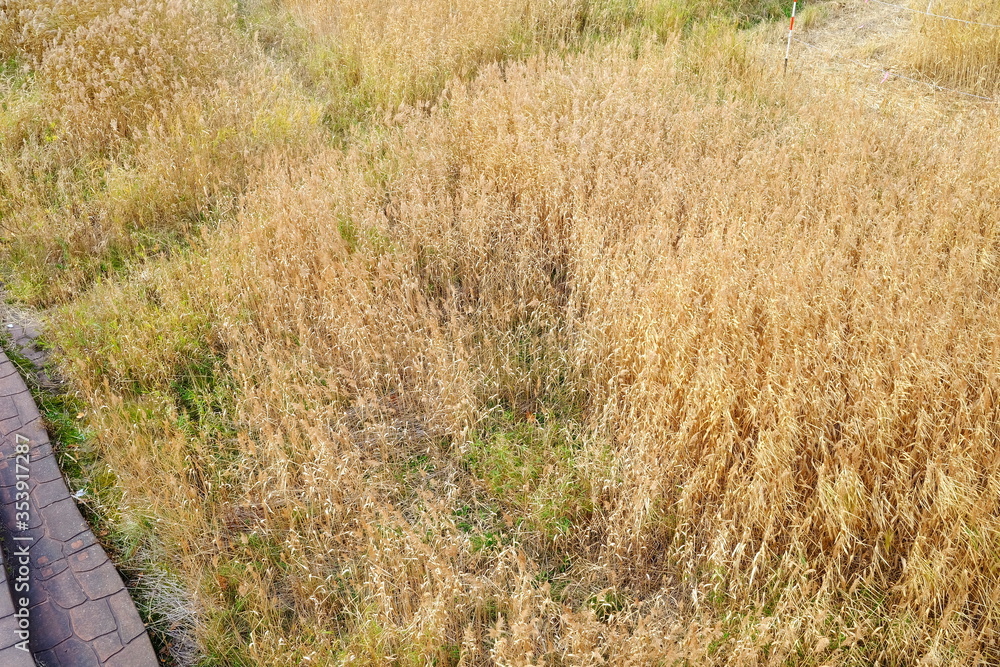 Top View of Grass Field in the Autumn. Top View of Grass Field in the Autumn.