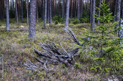 Fototapeta Naklejka Na Ścianę i Meble -  Las sosnowy z wywrócony korzeniem