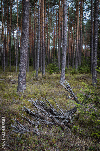 Fototapeta Naklejka Na Ścianę i Meble -  Las sosnowy z wywrócony korzeniem