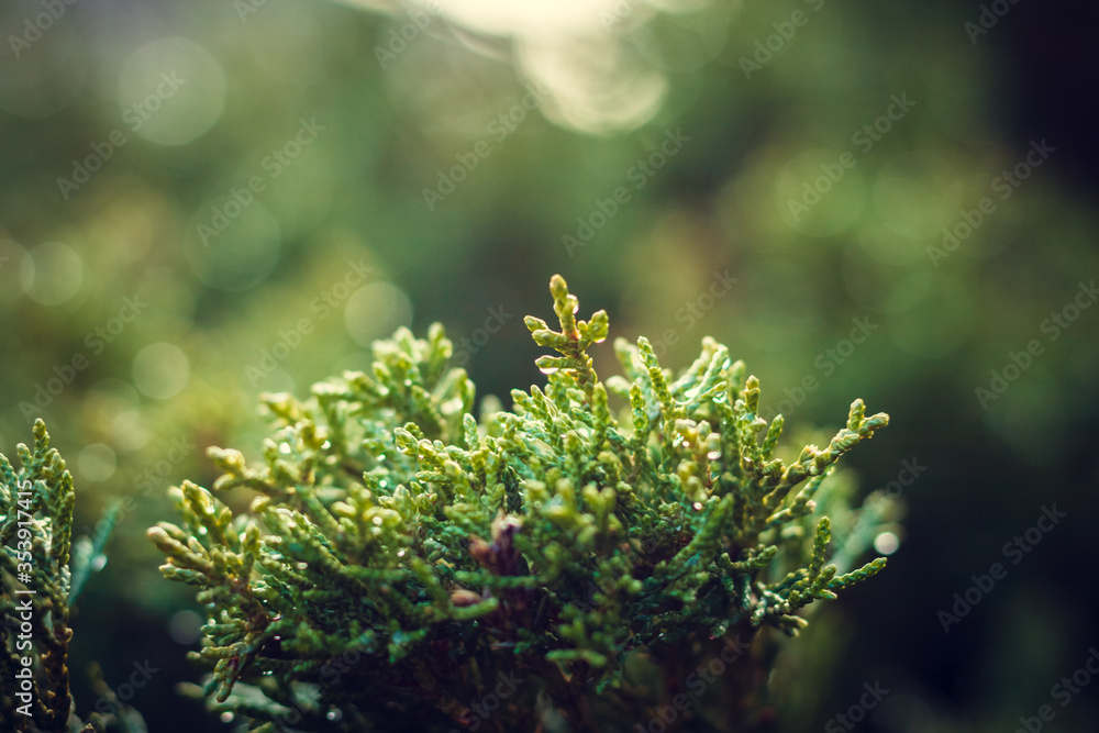Obraz premium close up of a green tree. Morning dew, water drops on the plant. natural background
