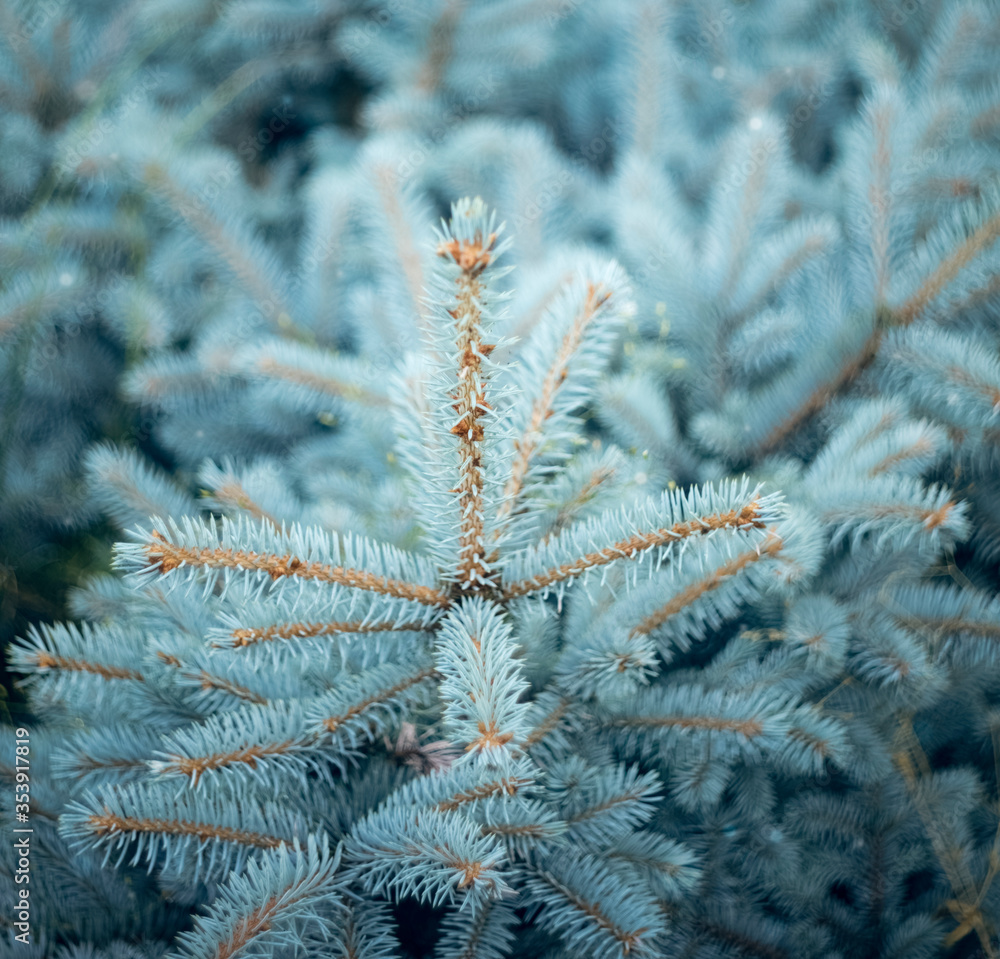 Detail of a decorative bush, blue branches of a slender young fir. Square banner, christmas tree. Christmas tree Detail of a decorative bush, blue branches of a slender young fir. Square banner, christmas tree. Christmas tree