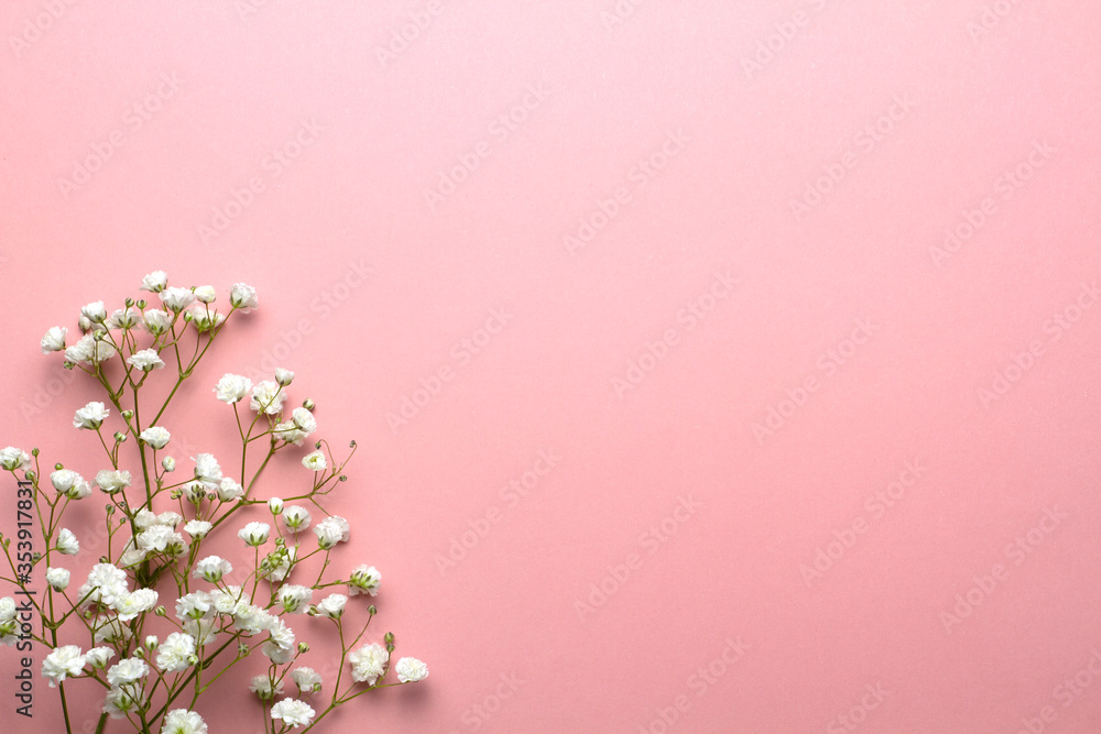 Baby's breath flowers on a pink background, wedding design, greetings cards, mock up. Baby's breath flowers on a pink background, wedding design, greetings cards, mock up.