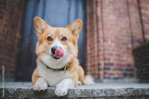Obraz na plátně Welsh corgi pembroke dog laying down on the stairs in from of the house, guardin