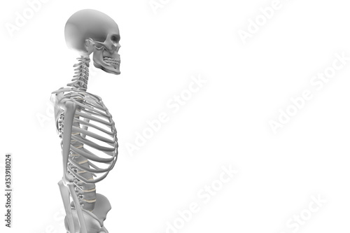 Torso Human Skeleton. White background with a skeleton and attention on torso to describe lungs problems such pneumonia and flu. Skeleton illustration for medical communication