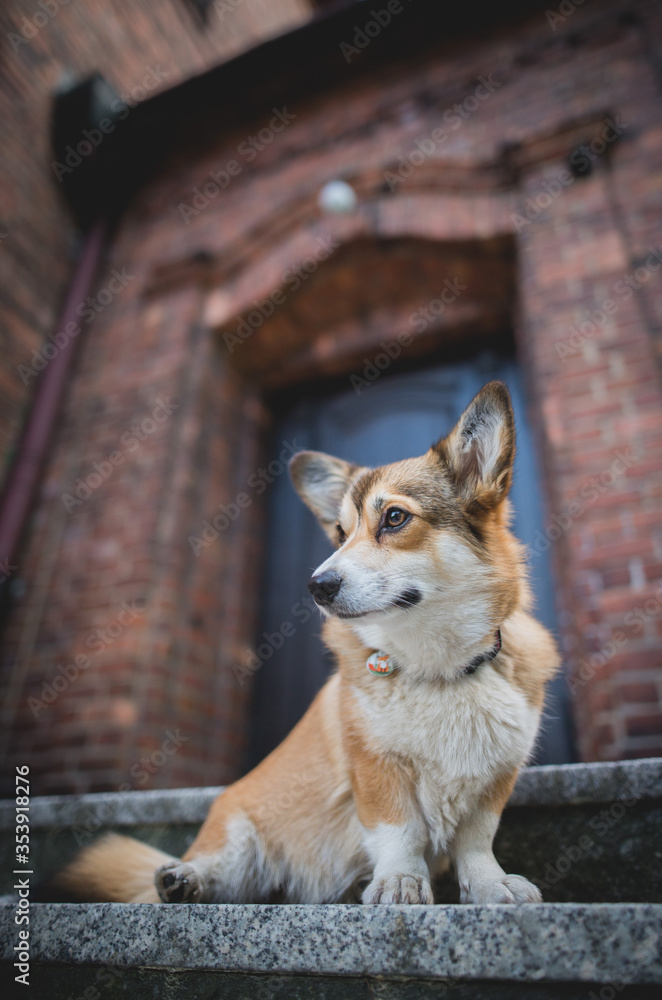 Welsh corgi pembroke dogsitting on the stairs in from of the house, guarding Welsh corgi pembroke dogsitting on the stairs in from of the house, guarding