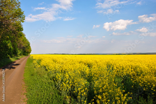 yellow rapeseed field blue sky with white clouds and road
