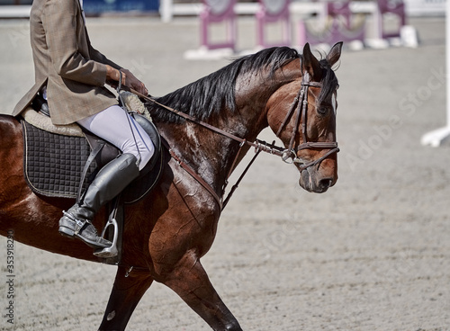 The bay horse performs in show jumping competitions