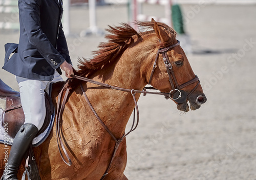 Red horse performs in show jumping competitions