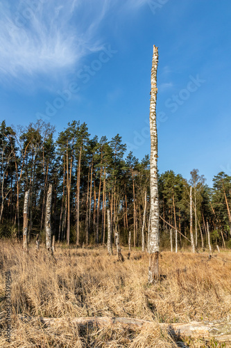 Fototapeta Naklejka Na Ścianę i Meble -  Uschnięta brzoza na bagnach