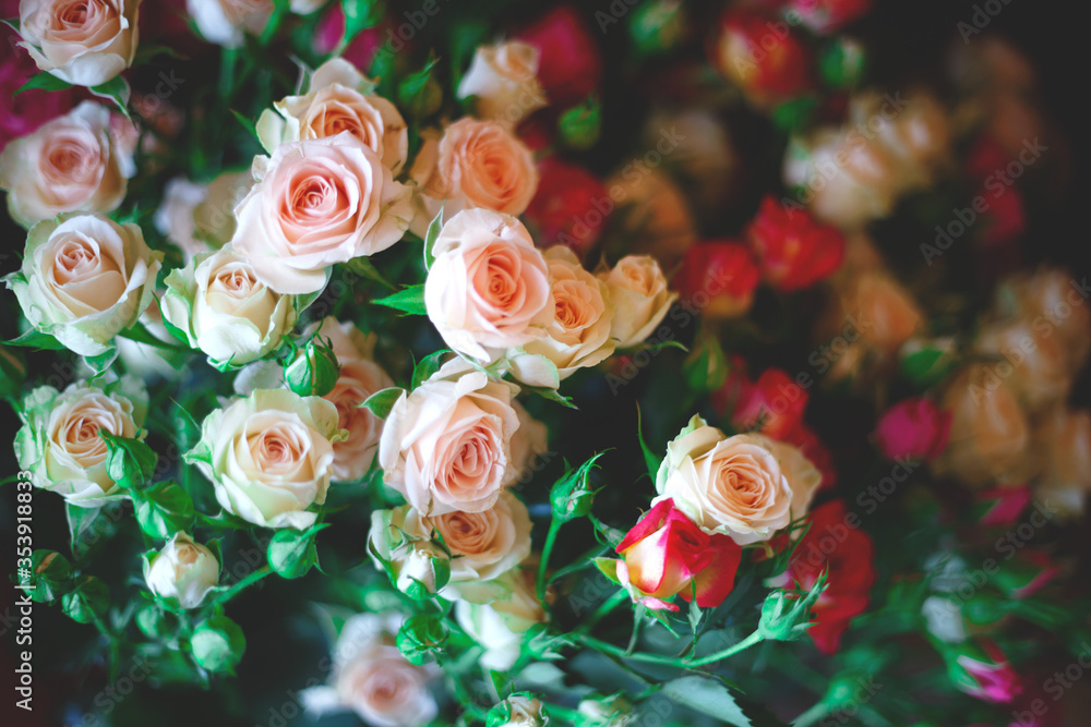 Fototapeta premium beautiful blooming bush pink roses in lush greenery