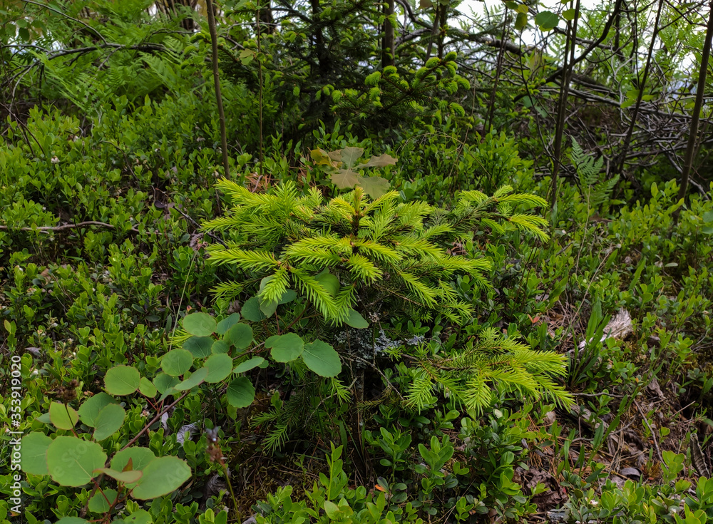 Fototapeta premium young spruce