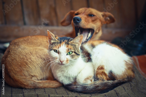 Love pets sleeping on a rug. Dog and cat lie together and are friends. Veterinary stock photo