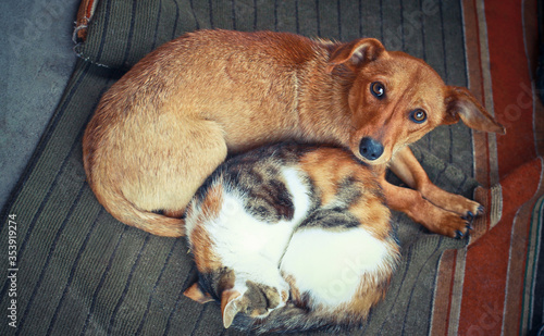 Love pets sleeping on a rug. Dog and cat lie together and are friends. Veterinary stock photo