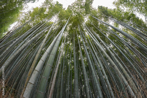 Bamboo trees in Kyoto  Japan