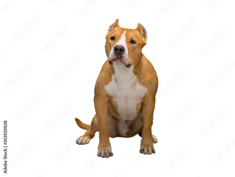 Staffordshire Terrier on an isolated white background, studio light, one, landscape Staffordshire Terrier on an isolated white background, studio light, one, landscape