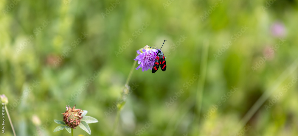 black and red butterfly resting on a flower, panorama black and red butterfly resting on a flower, panorama