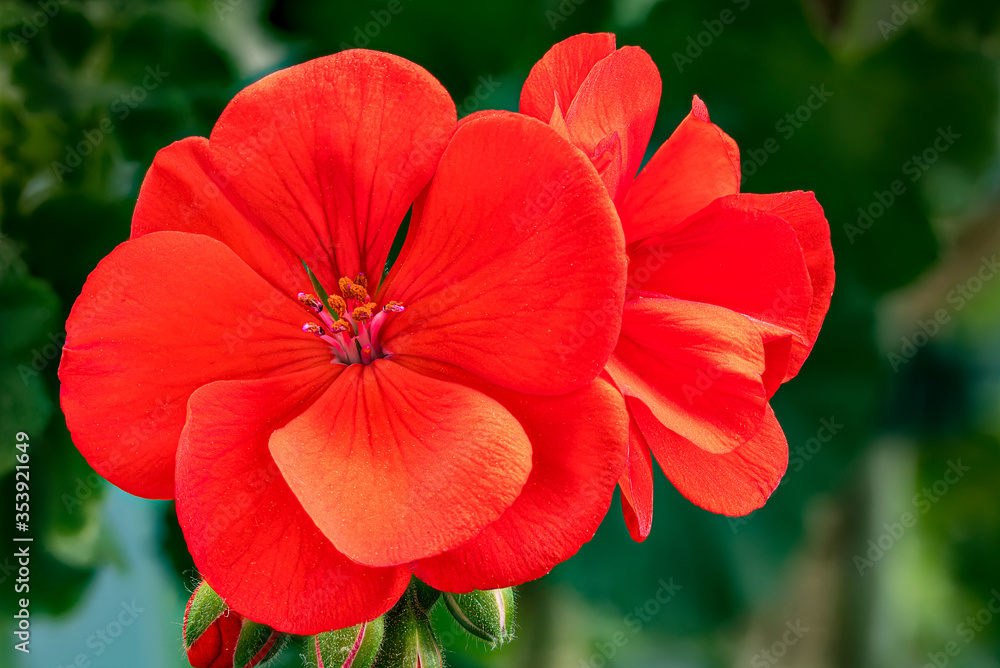Nahaufnahme, von einem Roten Geranien Blüten Blatt Nahaufnahme, von einem Roten Geranien Blüten Blatt