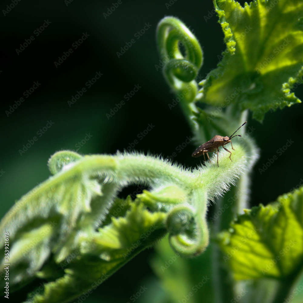 Naklejka premium insecto en una rama de plata