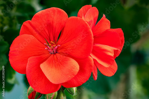 Fototapeta Naklejka Na Ścianę i Meble -  Nahaufnahme, von einem Roten Geranien Blüten Blatt