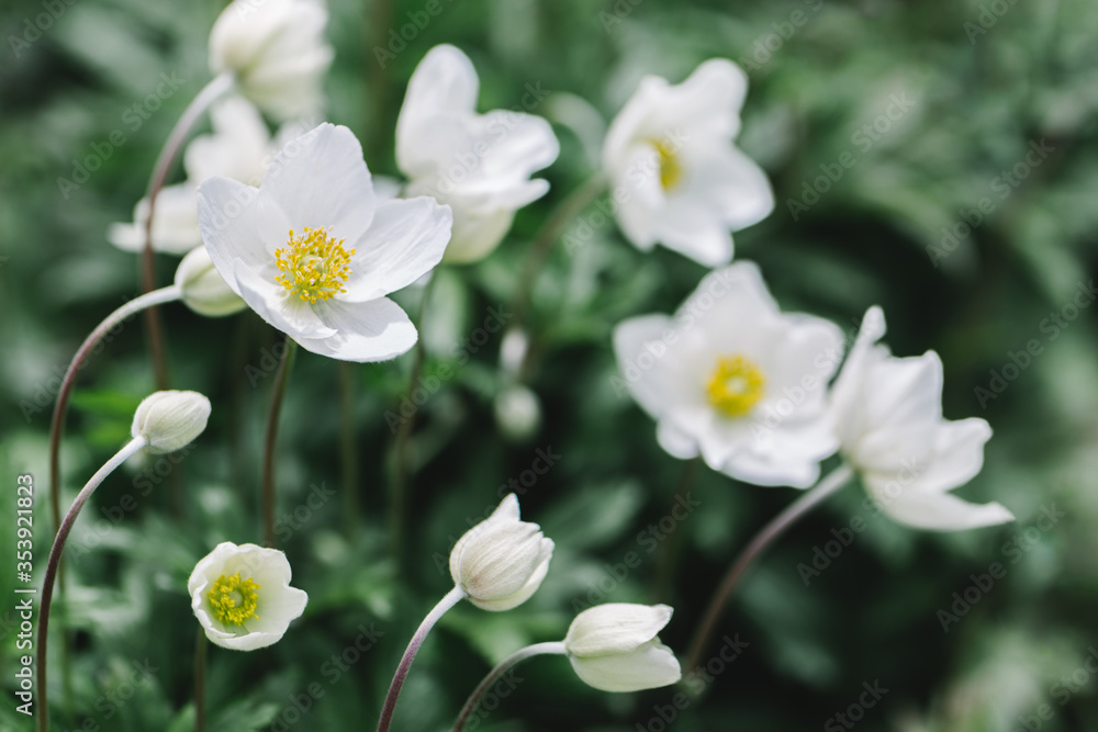 Beautiful white anemone flowers in the spring garden. Beautiful white anemone flowers in the spring garden.