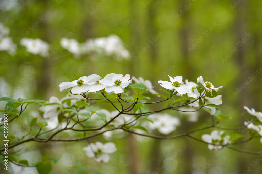 Virginia dogwood tree in full bloom during the spring.