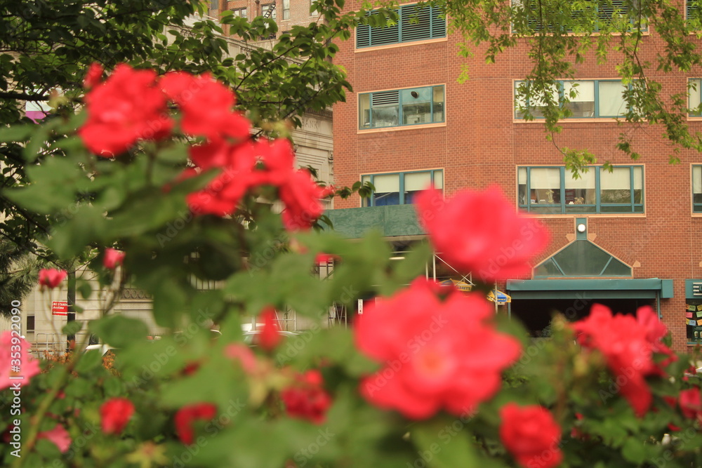 red flowers in the garden