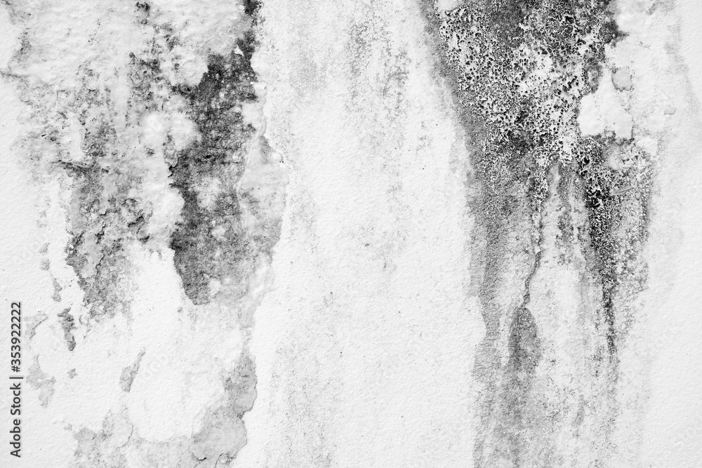 White Mould and Fungus on Plaster Wall Background. White Mould and Fungus on Plaster Wall Background.