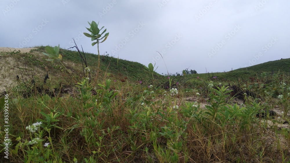 Fototapeta premium green vegetation and blue sky