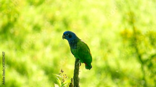 A small colored parrot on a branch in South America photo