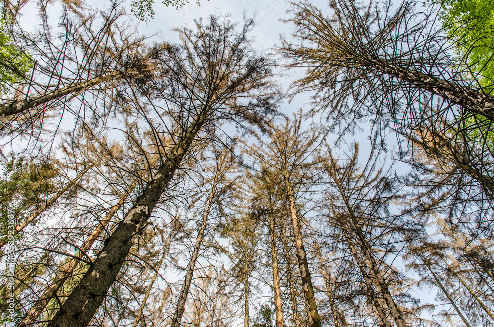 Fototapeta premium Waldschäden im Taunus durch Borkenkäfer