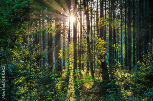 Fototapeta Naklejka Na Ścianę i Meble -  Wald im Taunus bei Sonnenuntergang
