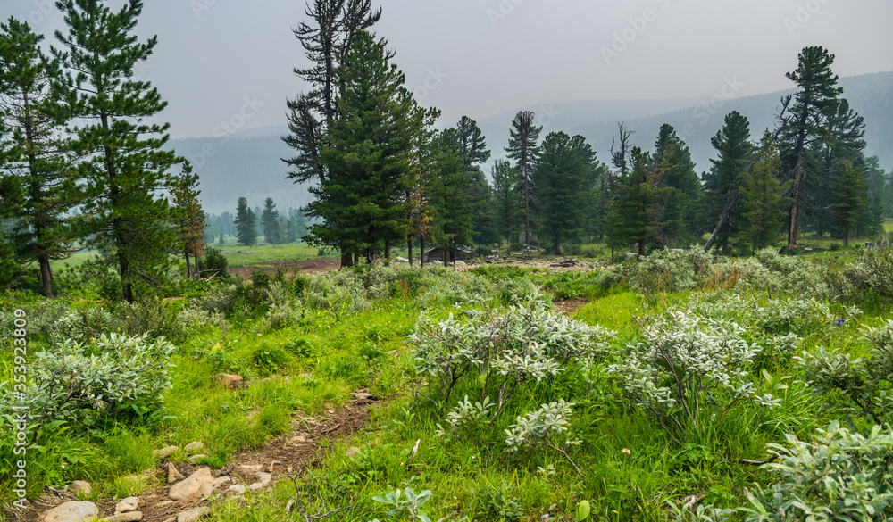 Hazy summer morning in wild taiga, cedar forest landscape with small wooden house, green grass and gravel road in Khamar-Daban, Siberia, Russia Hazy summer morning in wild taiga, cedar forest landscape with small wooden house, green grass and gravel road in Khamar-Daban, Siberia, Russia