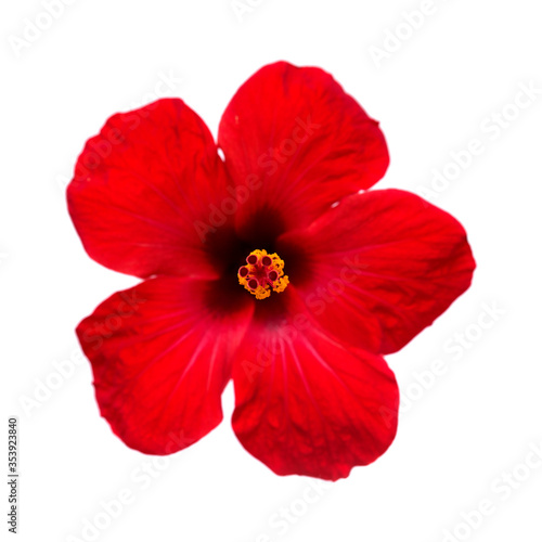 Red hibiscus flower isolated on white