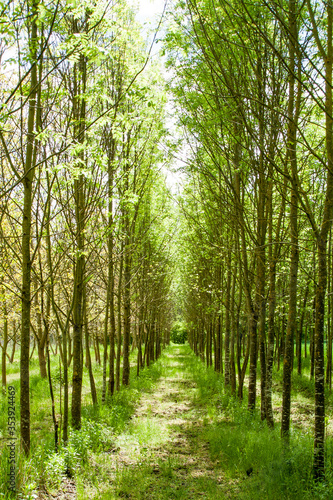 Beautiful green path through the tree line
