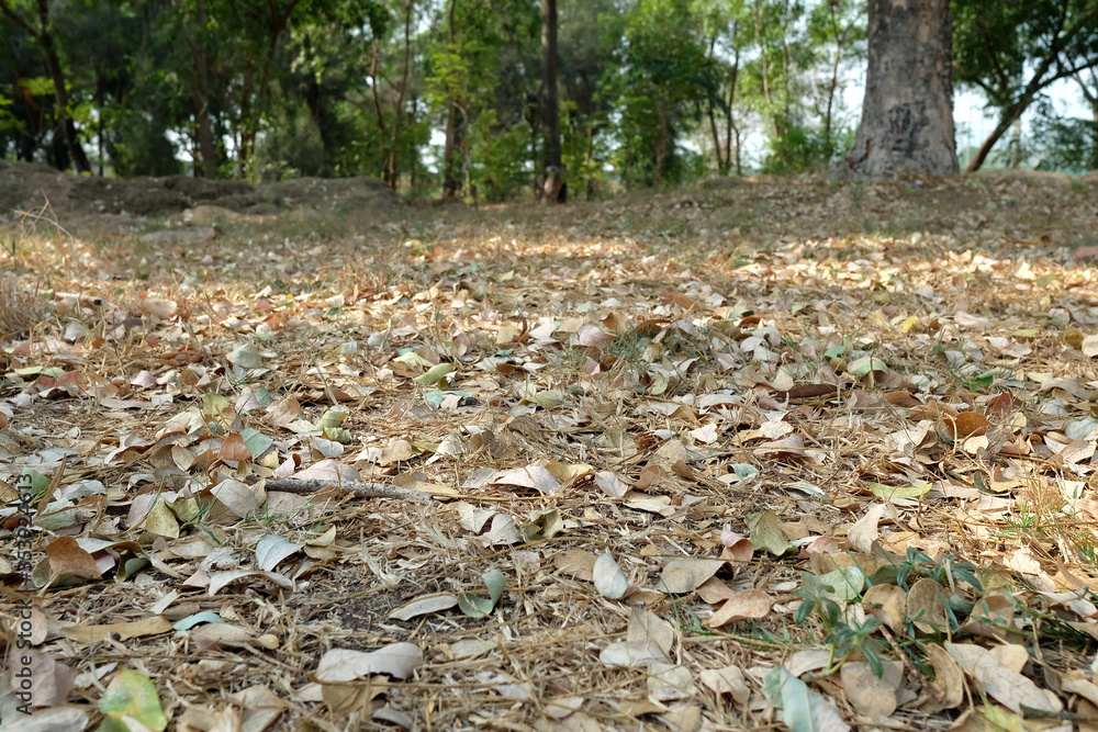 Dried Leaves Falling in the Autumn Park.