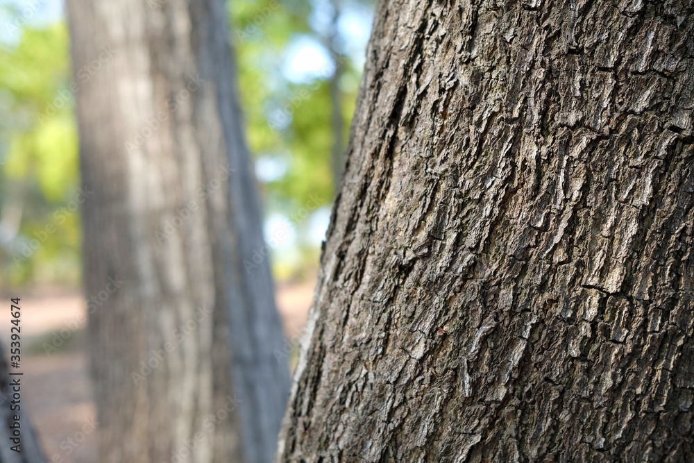 Close up Tree Trunk in the Park. Close up Tree Trunk in the Park.