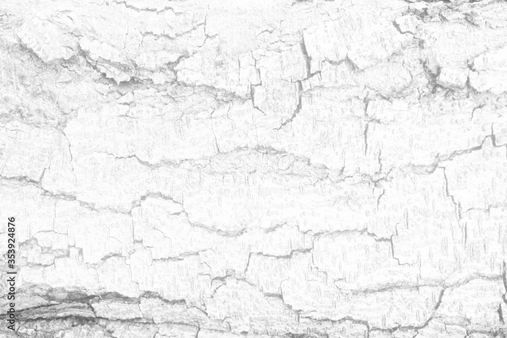 Obraz premium White Tree Bark Texture Background, Suitable for Presentation and Backdrop.