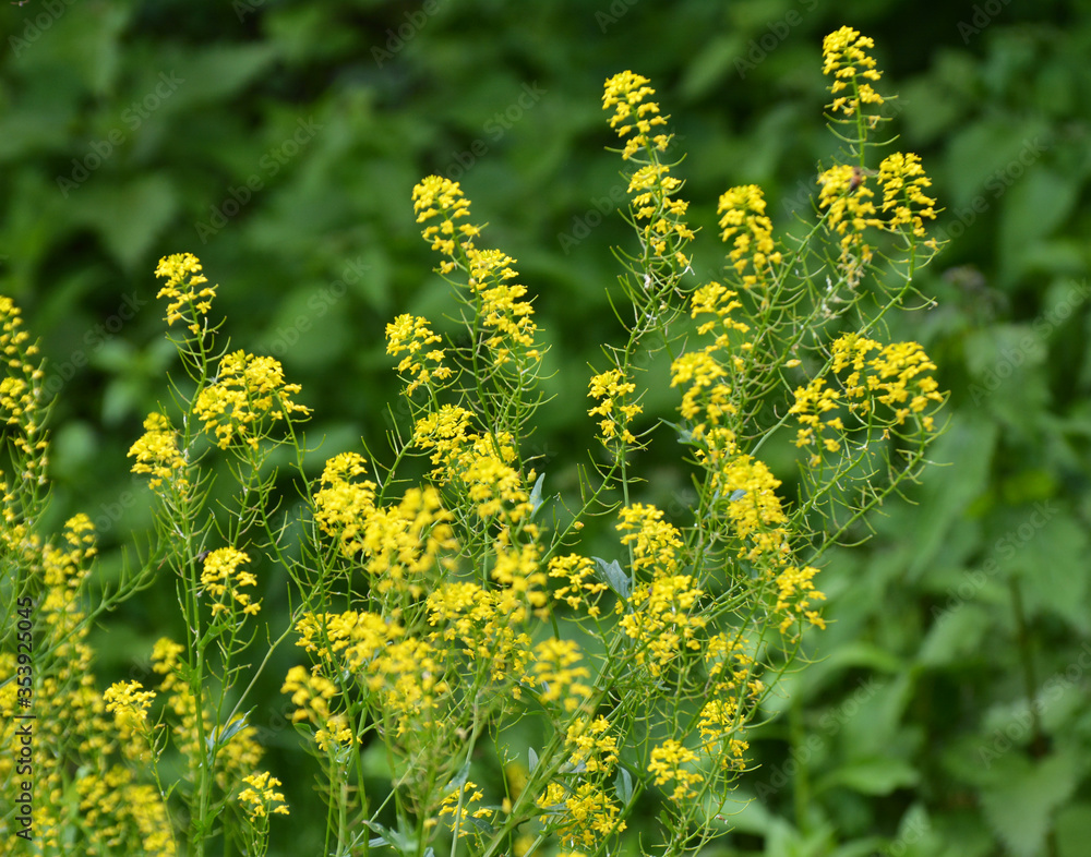 Fototapeta premium Wild turnip (Barbarea vulgaris) blooms in nature