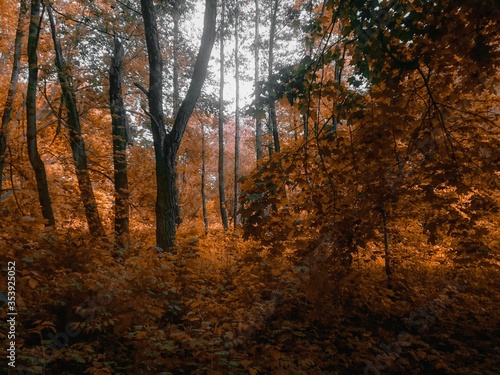 Fototapeta Naklejka Na Ścianę i Meble -  atmospheric autumn forest in golden tones