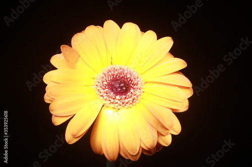 yellow flower on black background