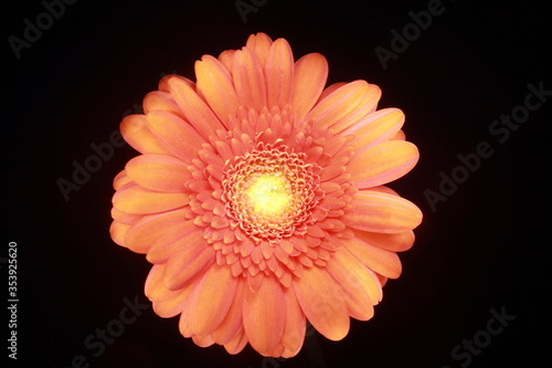 orange gerbera flower